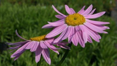 Tanacetum coccineum 'Robinson's Rose'