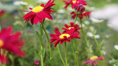 Tanacetum coccineum 'Robinson's Red'