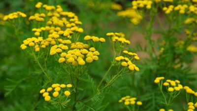 Tanacetum vulgare