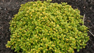 Thymus x citriodorus 'E. B. Anderson'