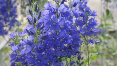 Veronica austriaca 'Royal Blue'