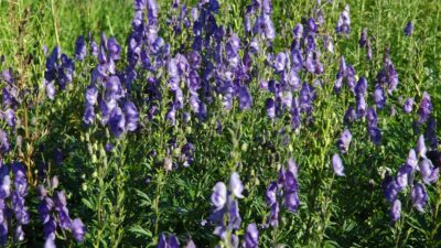 Aconitum napellus