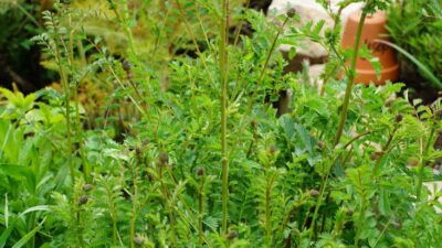 Sanguisorba minor