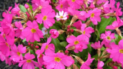 Primula rosea 'Gigas'