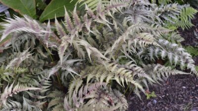 Athyrium niponicum 'Metallicum'