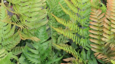 Matteuccia orientalis