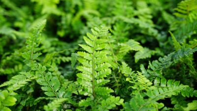 Polystichum polyblepharum