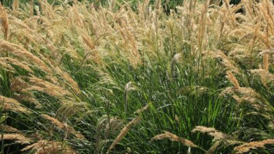 Achnatherum calamagrostis 'Algäu'