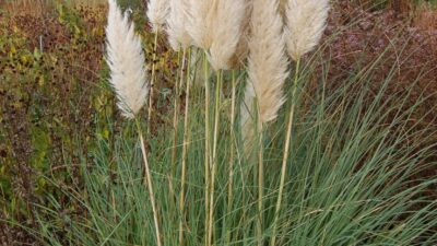 Cortaderia selloana, veg.