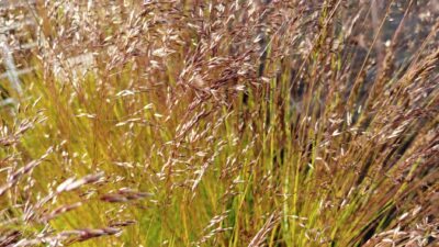 Deschampsia flexuosa