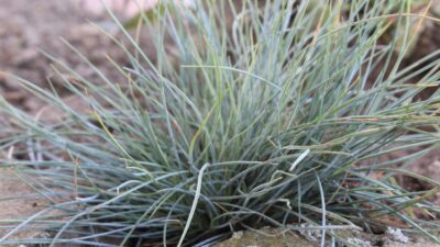 Festuca cinerea 'Elijah Blue'