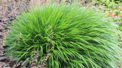 Hakonechloa macra