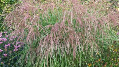 Miscanthus sinensis 'Flamingo'