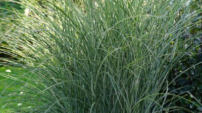 Miscanthus sinensis 'Morning Light'