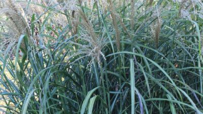 Miscanthus transmorrisonensis