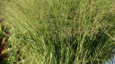 Panicum virgatum 'Cloud Nine'