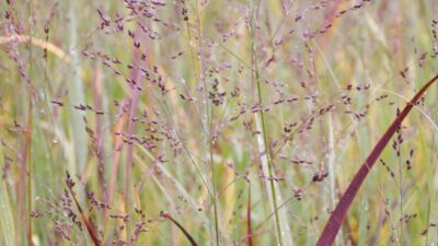 Panicum virgatum 'Heavy Metal'