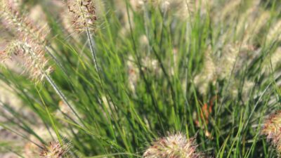 Pennisetum alopecur. 'Little Bunny'