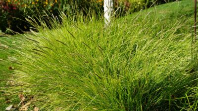 Sesleria autumnalis