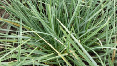 Sesleria nitida