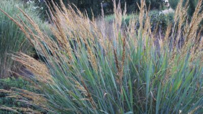 Sorghastrum nutans 'Indian Steel'