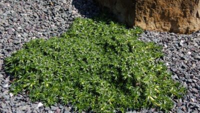 Azorella trifurcata 'Nana'