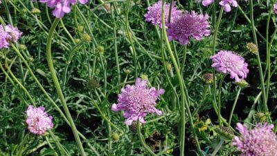 Scabiosa columbaria 'Pink Mist'