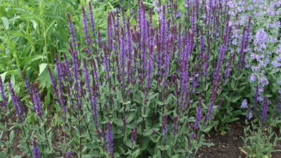 Salvia nemorosa 'Caradonna'