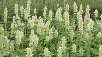 Agastache rugosa 'Alabaster'