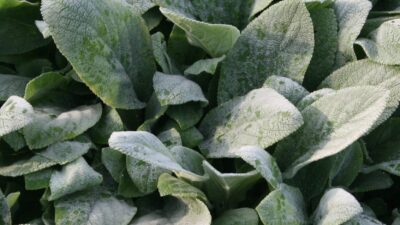 Stachys byzantina 'Big Ears'