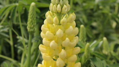 Lupinus 'Nanus Gallery Gelb'