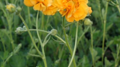 Geum chiloense 'Goldball'