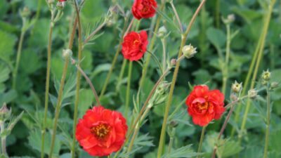 Geum chiloense 'Feuerball'