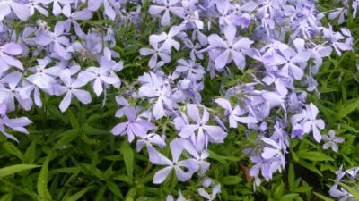 Phlox divaricata 'Clouds of Perfume'