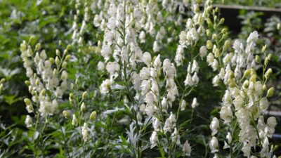 Aconitum napellus 'Album'