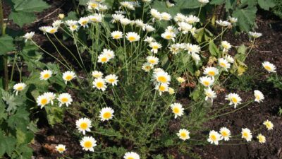 Anthemis tinctoria 'Sauce Hollandaise'