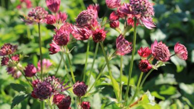 Astrantia major 'Primadonna'
