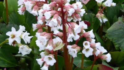 Bergenia cordifolia 'Bressingham White'