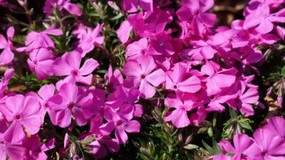 Phlox subulata 'McDaniel's Cushion'