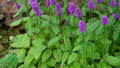 Betonica officinalis 'Hummelo'
