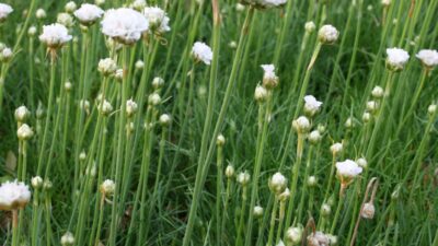 Armeria maritima 'Alba'