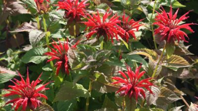Monarda fistulosa 'Gardenview Scarlet'