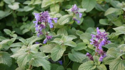 Nepeta racemosa 'Grog'