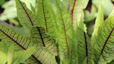 Rumex sanguineus