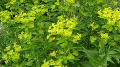 Euphorbia cornigera 'Goldener Turm'