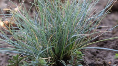 Festuca cinerea 'Silbersee'