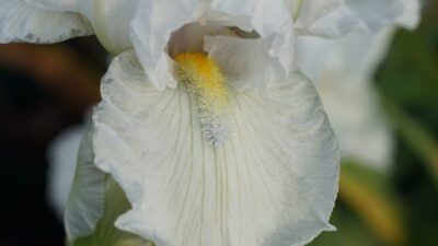 Iris x barbata-nana 'White Gem'