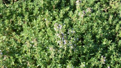 Thymus x citriodorus 'Lemon'