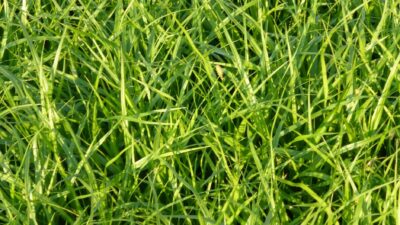 Carex morrowii