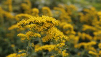 Solidago rugosa 'Fireworks'